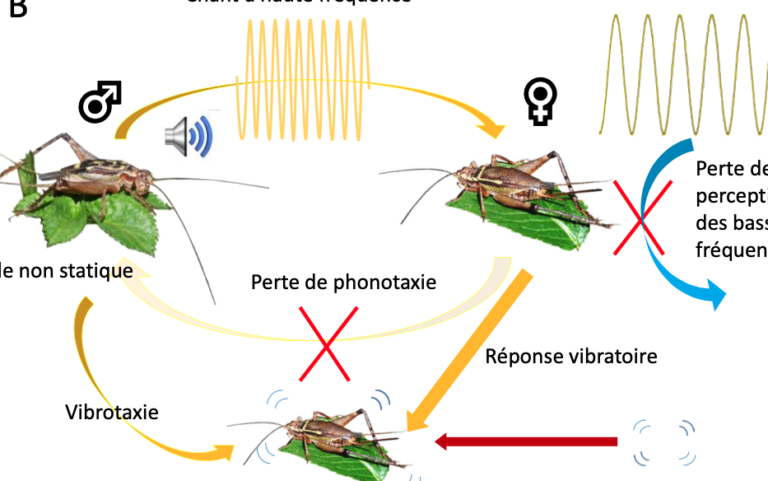 lutte efficace contre les grillons daraignee astuces et conseils