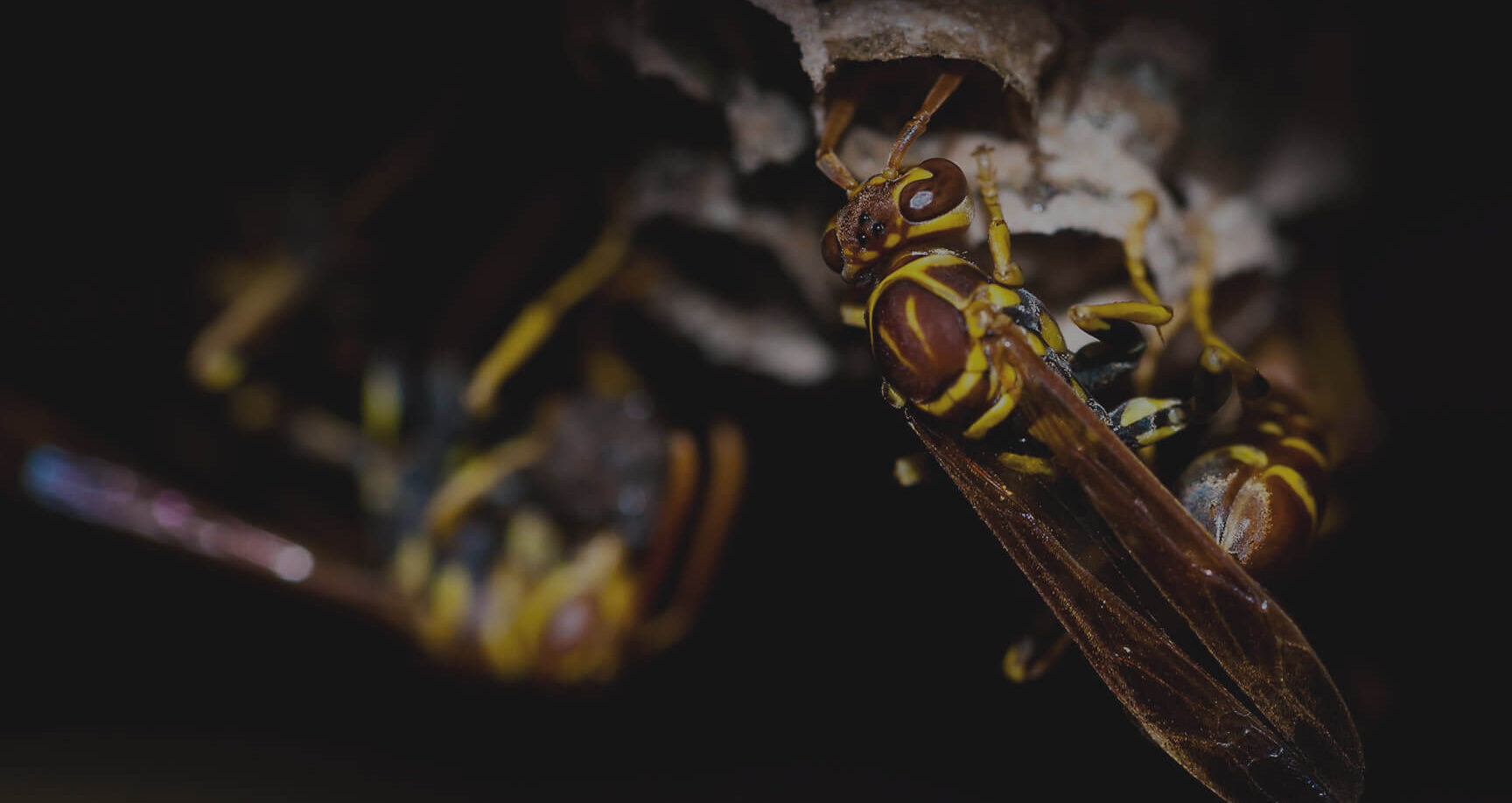 10 Meilleures Produit Efficace Contre Les Mites Alimentaires De 2025