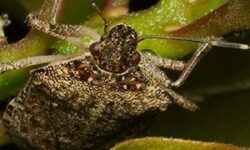 Lutte efficace contre les insectes de vol dur brun lutte-efficace-contre-les-insectes-de-vol-dur-brun