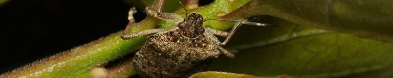 lutte efficace contre les insectes de vol dur brun