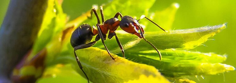 lutte efficace contre les mini fourmis rouges conseils dexperts en nuisibles 1