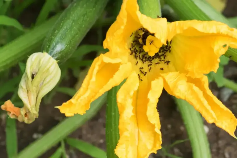 lutte efficace contre les minuscules fourmis rouges conseils et solutions