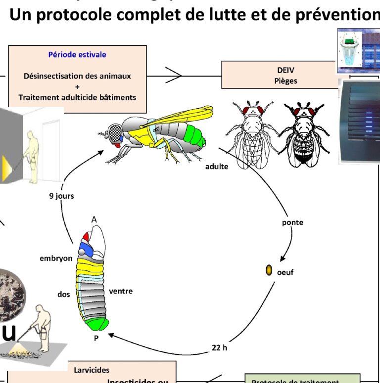 lutte efficace contre les mouches phorides avec vinairs