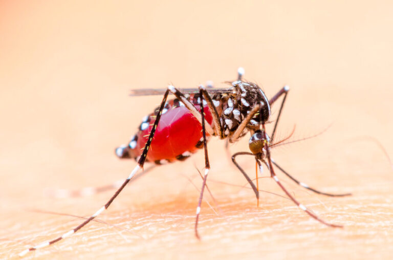 lutte efficace contre les moustiques avec les colombes decouvrez notre solution