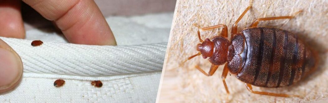 lutte efficace contre les nymphes de cafards brun fume conseils