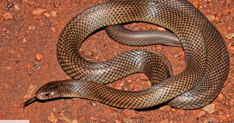 lutte efficace contre les serpents avec serpent b gon