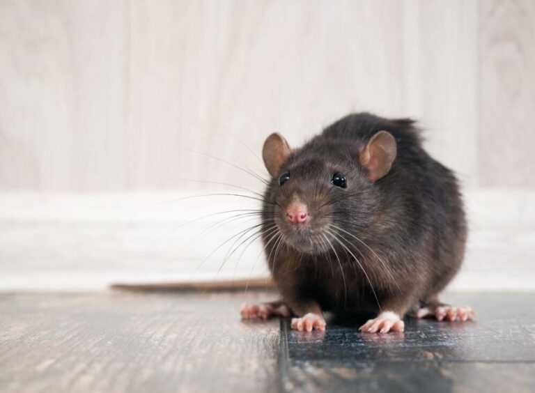 lutte efficace contre les souris avec lultrason conseils et astuces