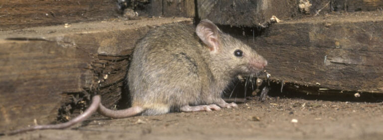 lutte efficace contre les souris dans les murs conseils dexpert