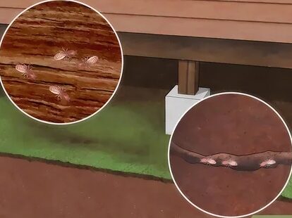 lutte efficace contre les termites souterrains du desert