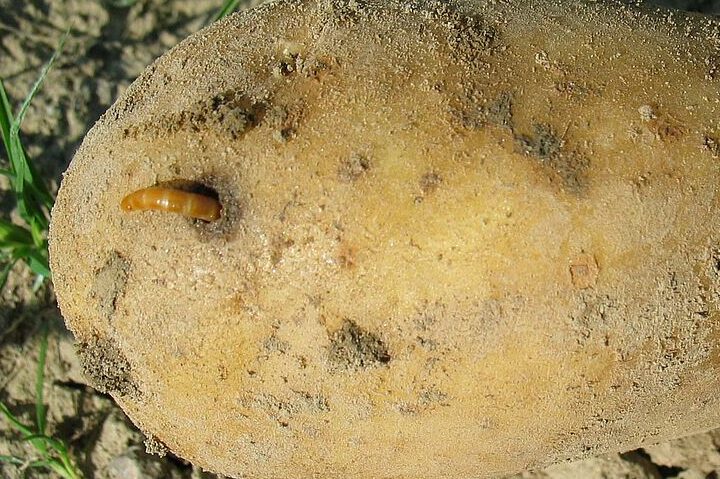 maitrisez les nuisibles avec le meilleur controle de champignons