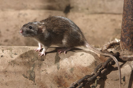 Maladies transmises par les souris : connaître les risques 1 maladies transmises par les souris connaitre les risques