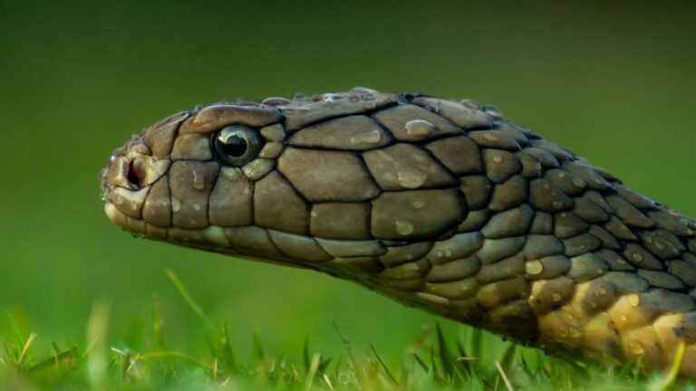 Guide pratique : Reconnaître un trou de serpent en toute simplicité