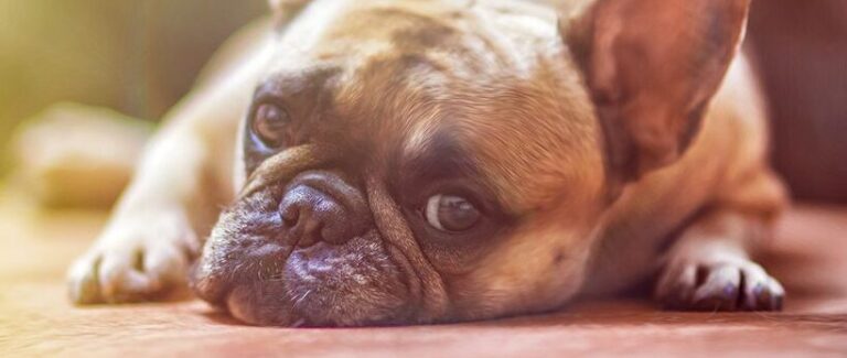 mon chien a ingere une souris conseils pour reagir rapidement