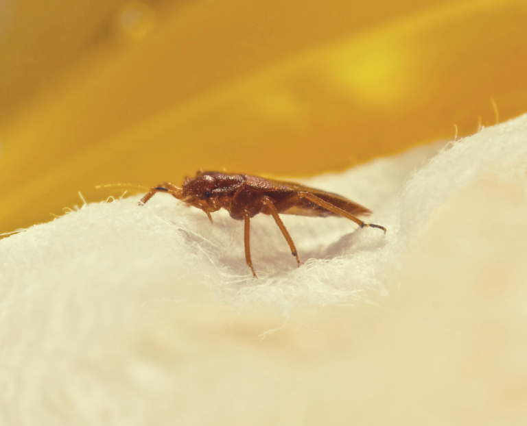 morsure de bogue conseils et traitements pour soulager rapidement
