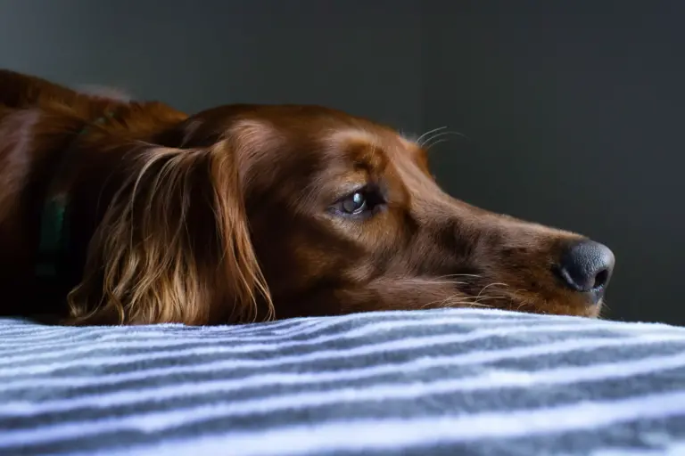 morsures de moustiques sur les chiens prevention et solutions