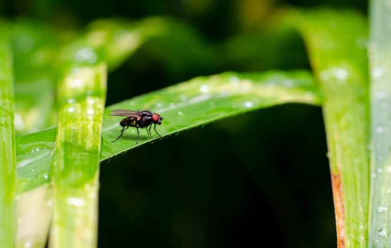 mouche de drain conseils et solutions pour eliminer ces nuisibles