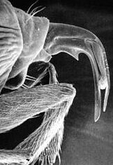 mouche marron conseils pour la lutte antiparasitaire efficace