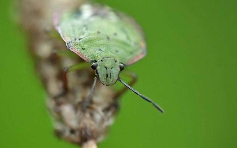 moucheron decrypter la signification spirituelle de ces petits insectes
