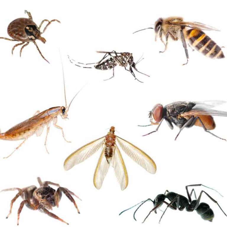 mouches et climatisation comment prevenir une invasion dans votre systeme de climatisation