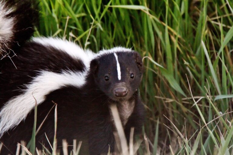 mouffettes hibernation en hiver tout savoir sur leur comportement