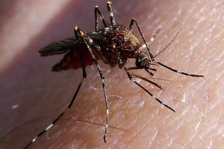 moustique en hiver comment les eliminer et se proteger efficacement