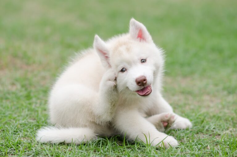 moustiques et chiens les piqures possibles