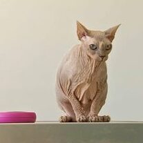 moustiques un traitement sur pour les animaux de compagnie