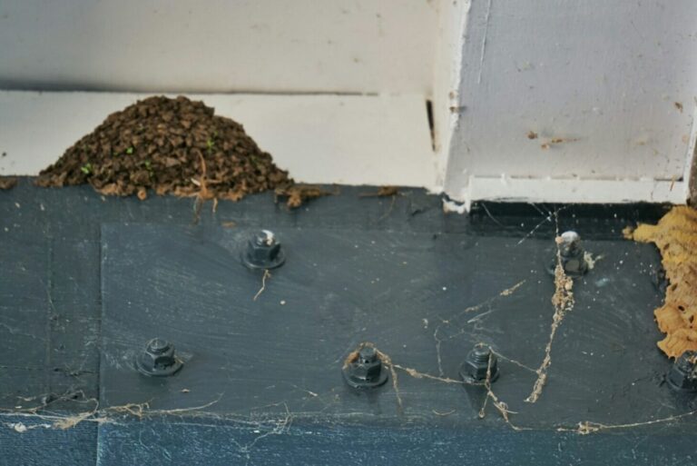 mud dauber nest vs termite comparison and pest control tips