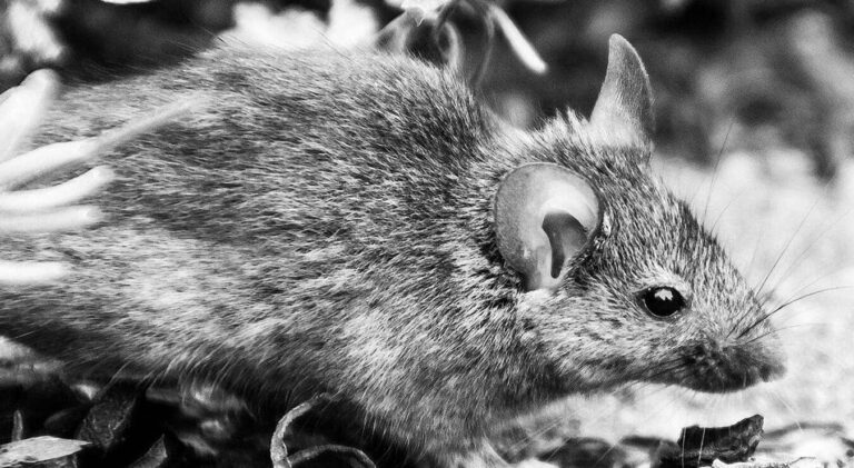 mulot bebe conseils et prevention contre les nuisibles