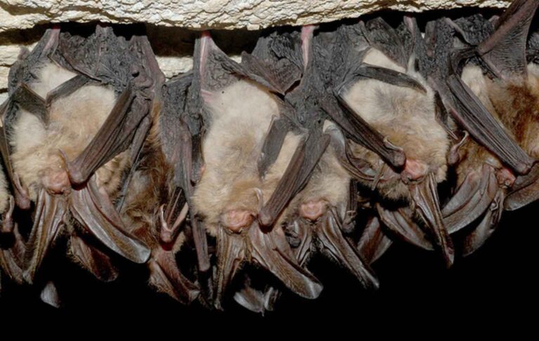 Duerme tranquilo: cómo evitar los ataques de murciélagos mientras duermes