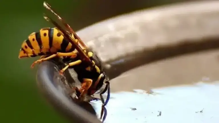 nid de guepes dans la terre decouvrez les photos impressionnantes