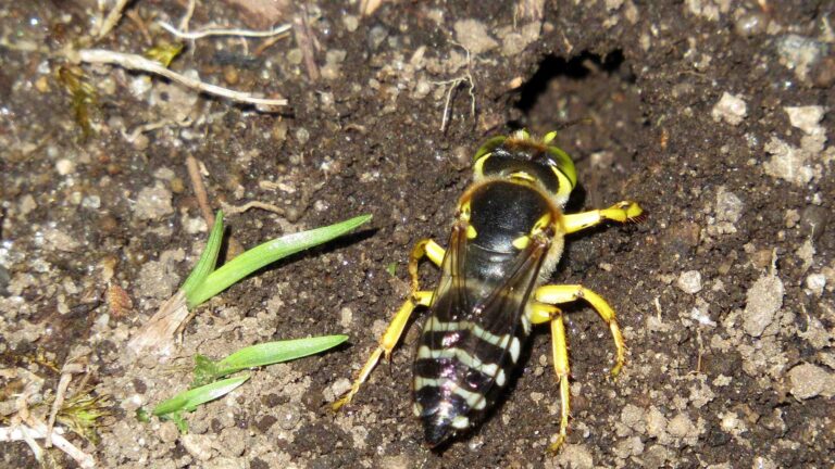 nid insecte comment sen debarrasser efficacement