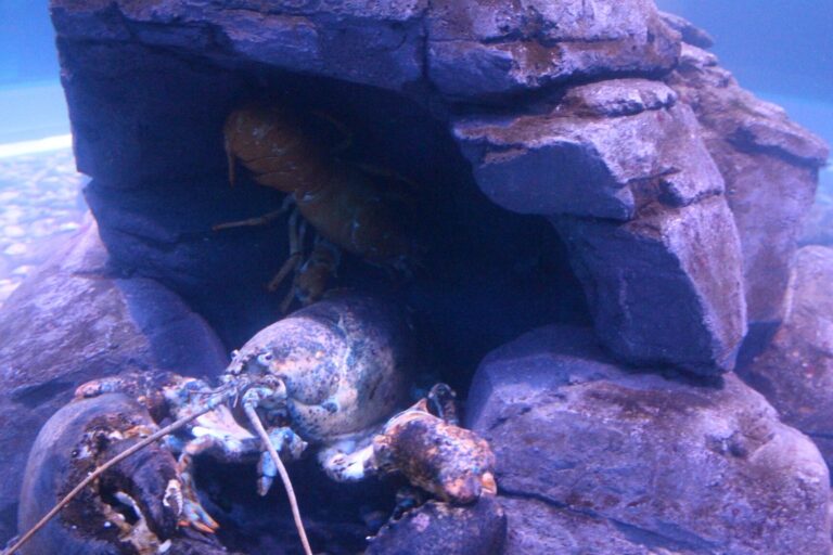 nombre de jambes dun homard decouvrez la reponse ici