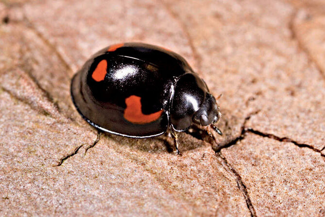nombre de jambes dune coccinelle reponse precise et astuces antiparasitaires