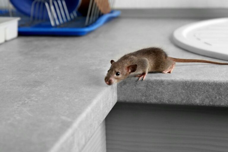 nombre de souris dans une litiere combien en faut il