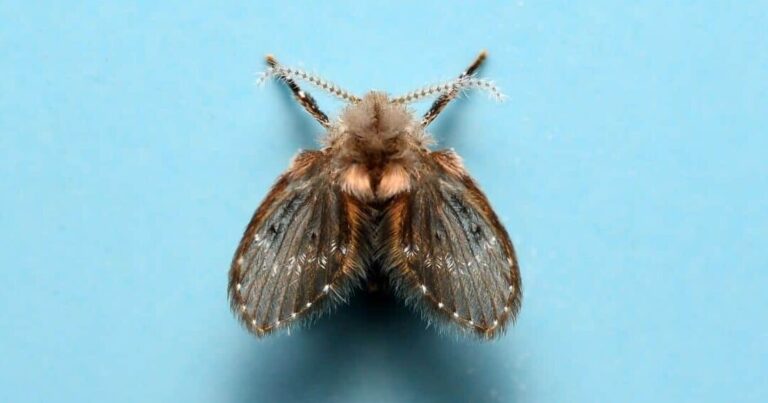 nuisible ou inoffensif decouvrez tout sur le petit papillon noir
