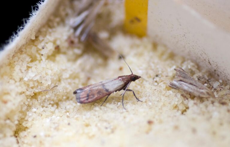 nuisibles et parasites decouvrez leur identite et comment sen debarrasser