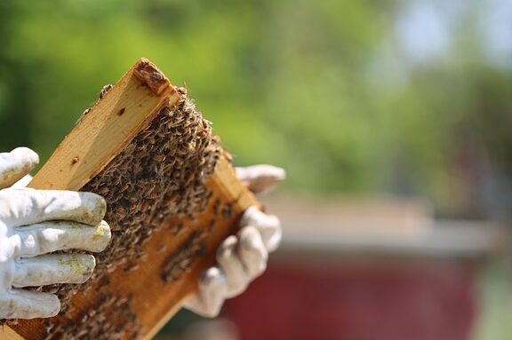 observation des abeilles conseils et astuces pour mieux les voir