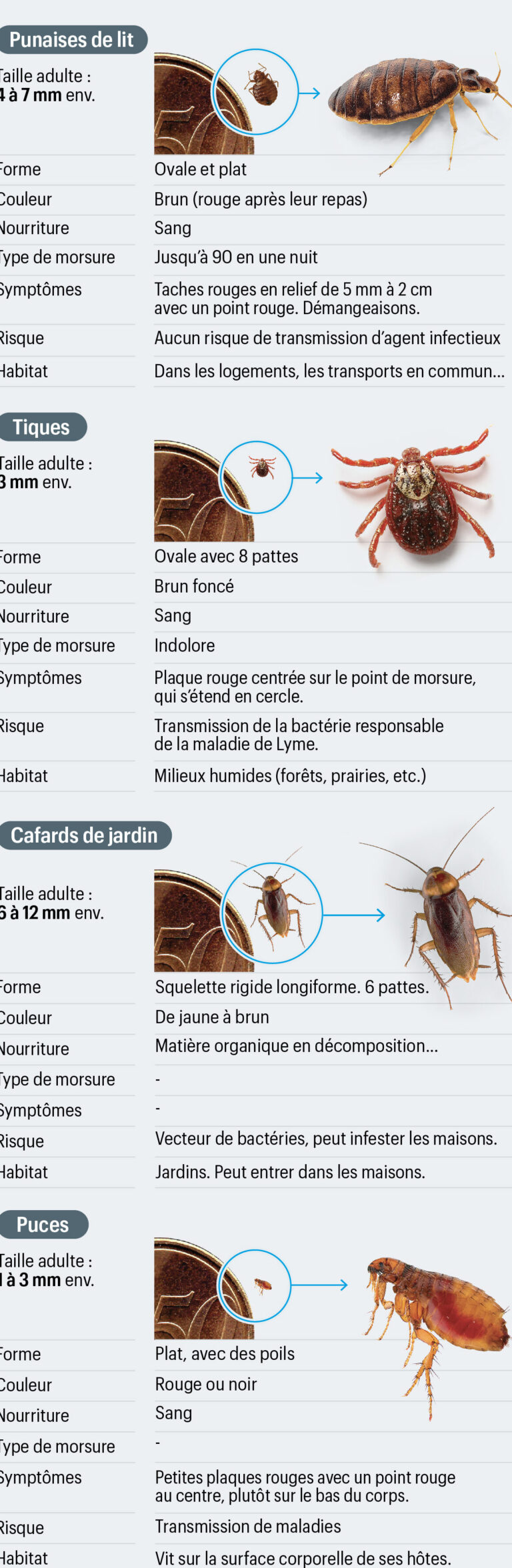 oeuf de punaise guide complet pour les reconnaitre et sen debarrasser