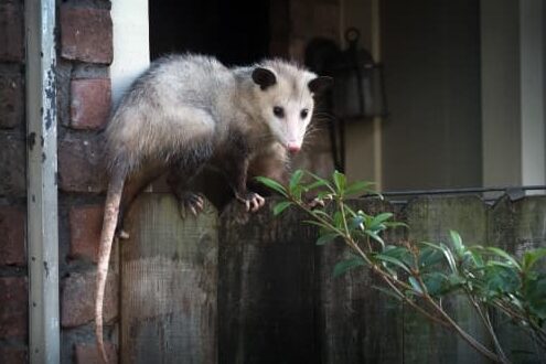 opossum ou opossum differences et caracteristiques des