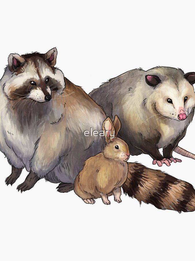 opossums et poulets quelle est leur relation alimentaire