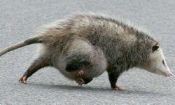 opossums-hibernate-the-ultimate-guide-to-winter-survival
