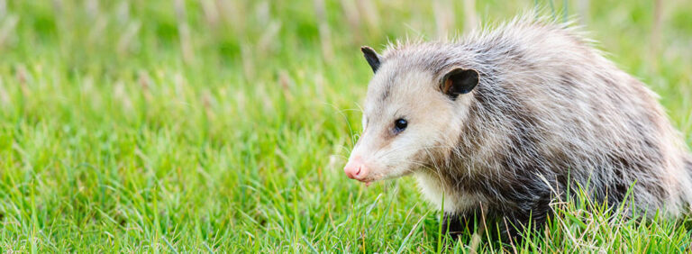 opossums quels sont ces rongeurs et comment sen debarrasser