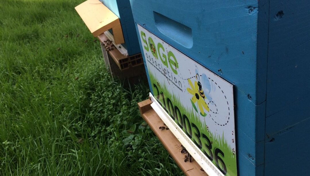 optimisez le temps de printemps des abeilles avec ces astuces