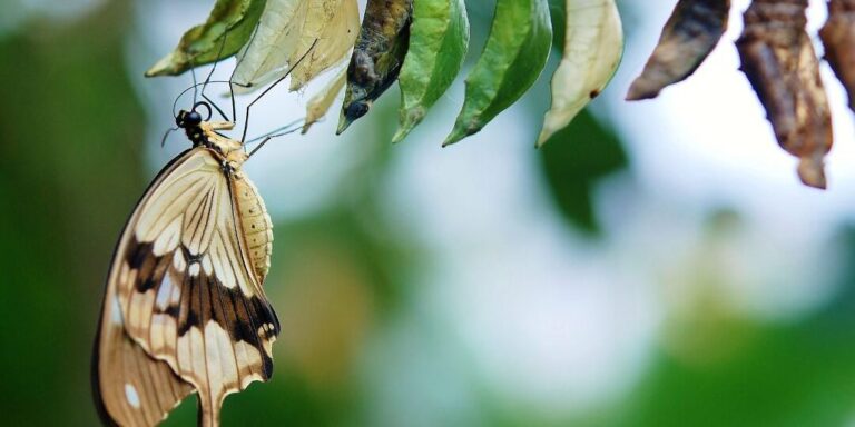 papillons en hiver comportements et adaptations