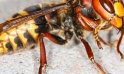 penny-abeille-guide-complet-pour-se-debarrasser-des-nuisibles