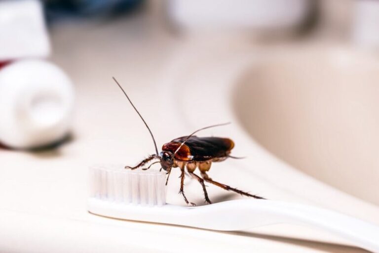 peroxyde dhydrogene pour exterminer les cafards efficacite prouvee