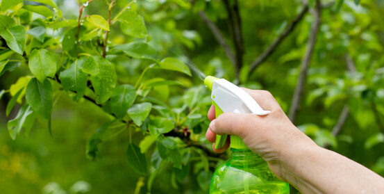 pesticides biologiques une solution naturelle pour votre jardin