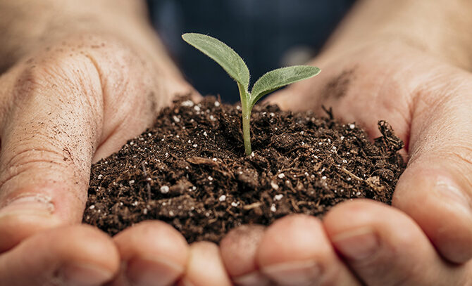 pesticides organiques une alternative naturelle et efficace