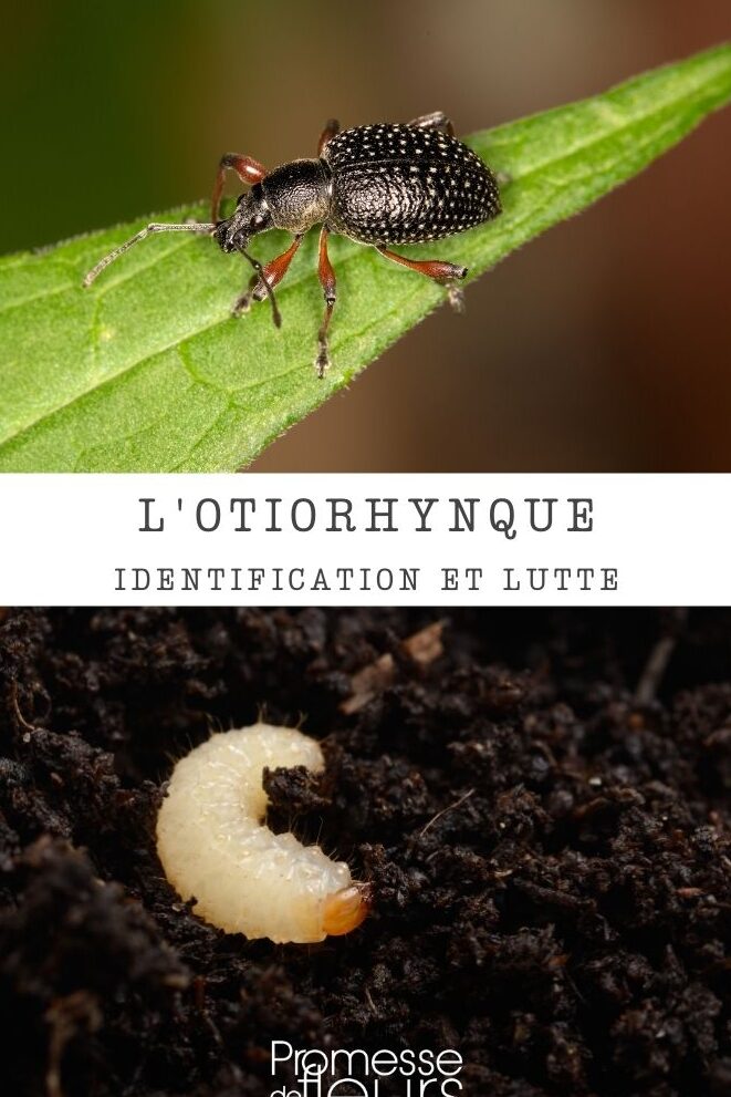 petits oeufs blancs identification causes et solutions contre ces nuisibles